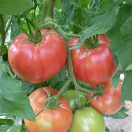 Tomate Rose de Berne