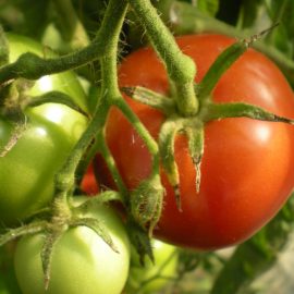 tomate saint pierre 2