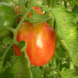 tomate striped cavern 3