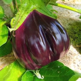aubergine black beauty