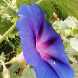ipomée tricolore